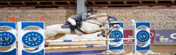 Hoppning hästar till salu: Dressage and showjumping Conemara pony - Annons 4