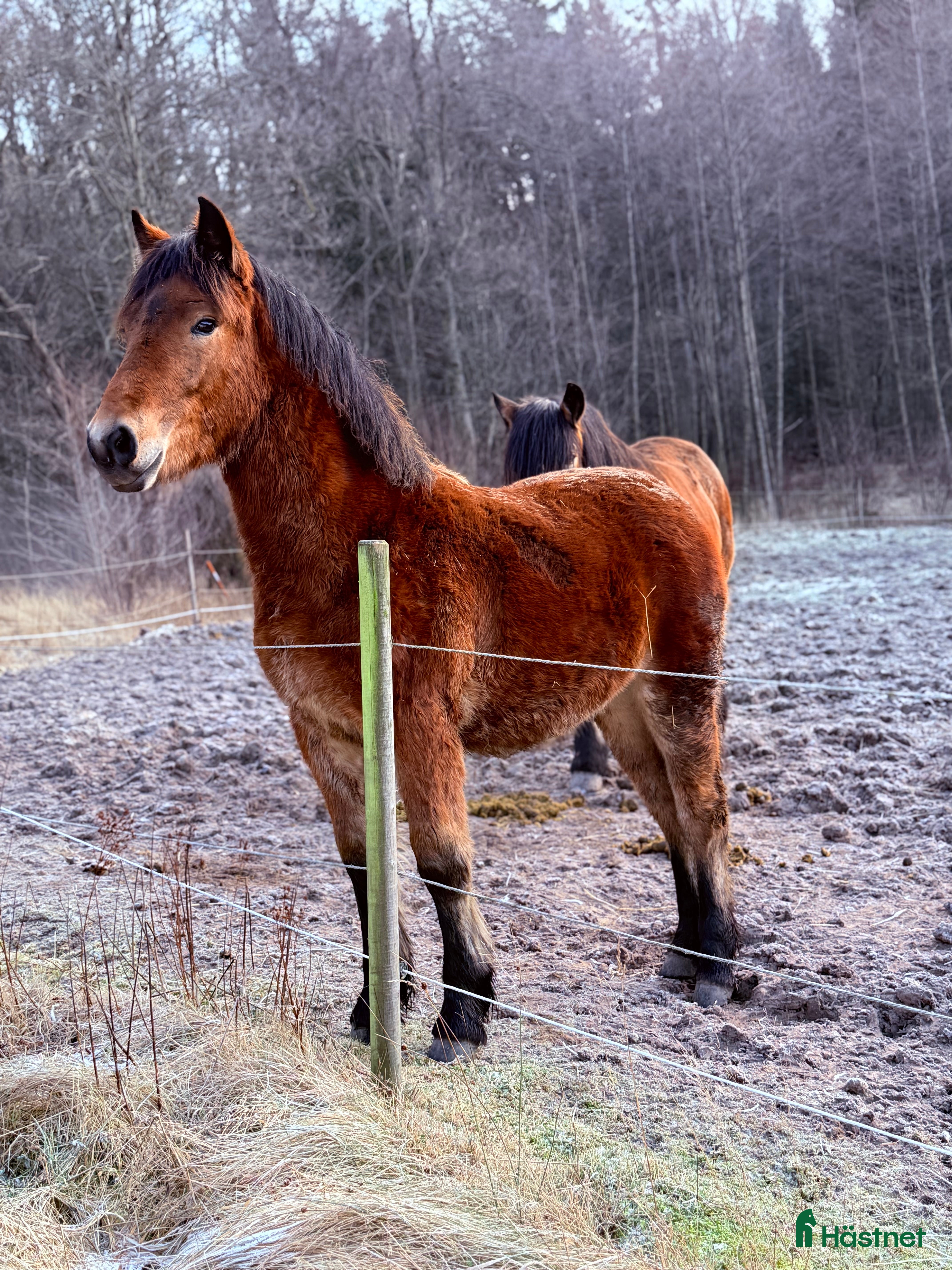  hästar Pigall 22-25-5047 - Annons 1