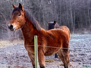 hästar Pigall 22-25-5047 - Annons 3