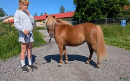 Sällskap hästar till salu: Miniatyrer i Almunge - Bild 3