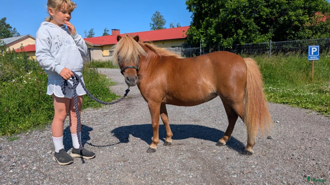 Sällskap hästar till salu: Miniatyrer i Almunge - Bild 3
