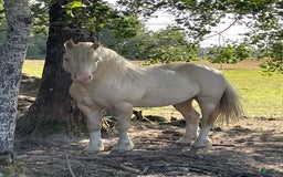 Avelshästar hästar till salu: Welsh av Cobtyp hingst! Kan även kastreras i Heby - Bild 6