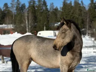 hästar Connemara ponny - Annons 3