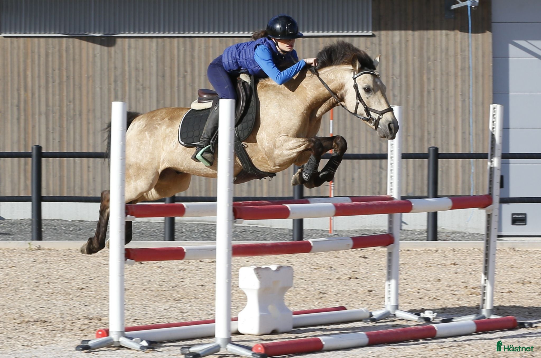  hästar Lyxig ponny för hobbyryttaren - Annons 19