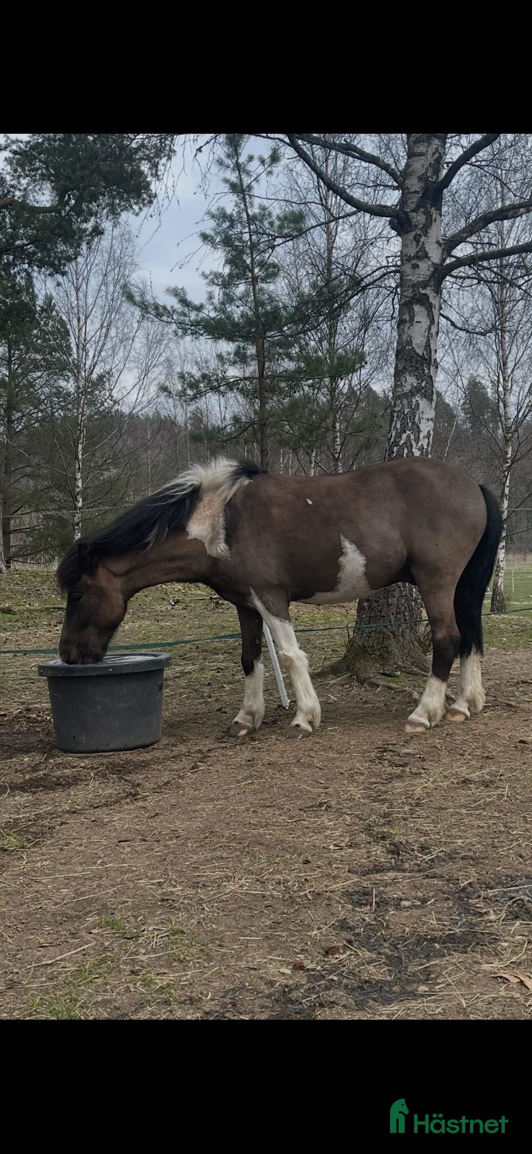 Island hästar till salu: Askur 8 år, skäck - Annons 1