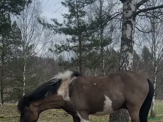 hästar Askur 8 år, skäck - Annons 1
