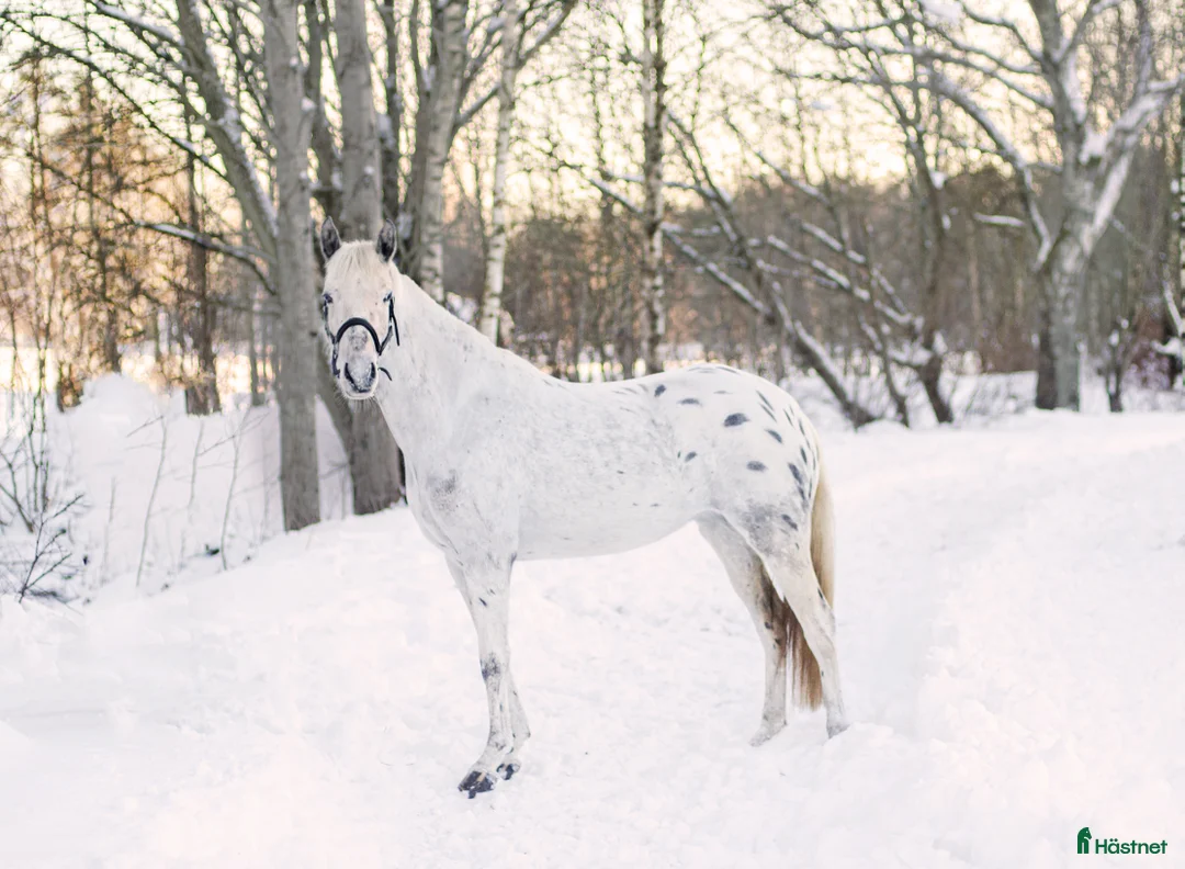 Hoppning hästar till salu: Ponny för framtiden - Annons 3