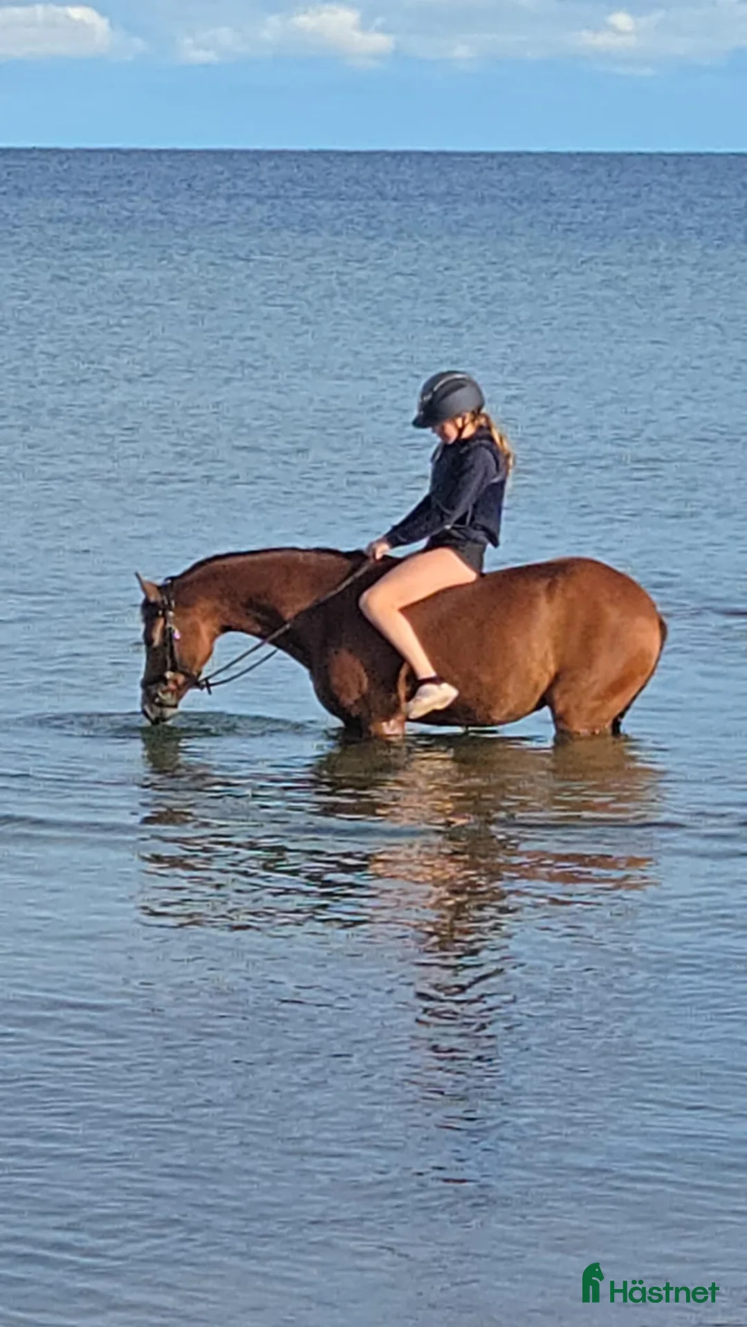 Allround hästar till salu: Snygg sportponny  - Annons 4
