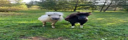Sällskap hästar till salu: Leif och Billy - Annons 1