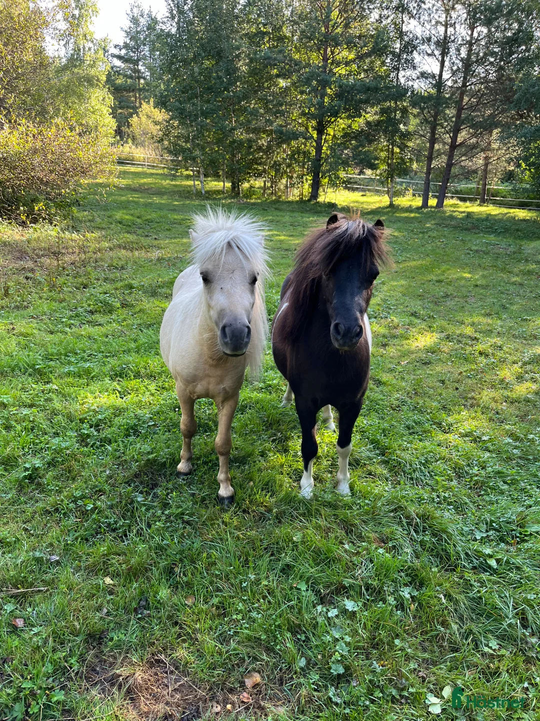 Sällskap hästar till salu: Leif och Billy - Annons 1
