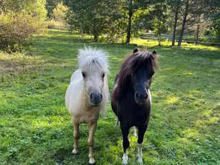 hästar Leif och Billy - Annons 9