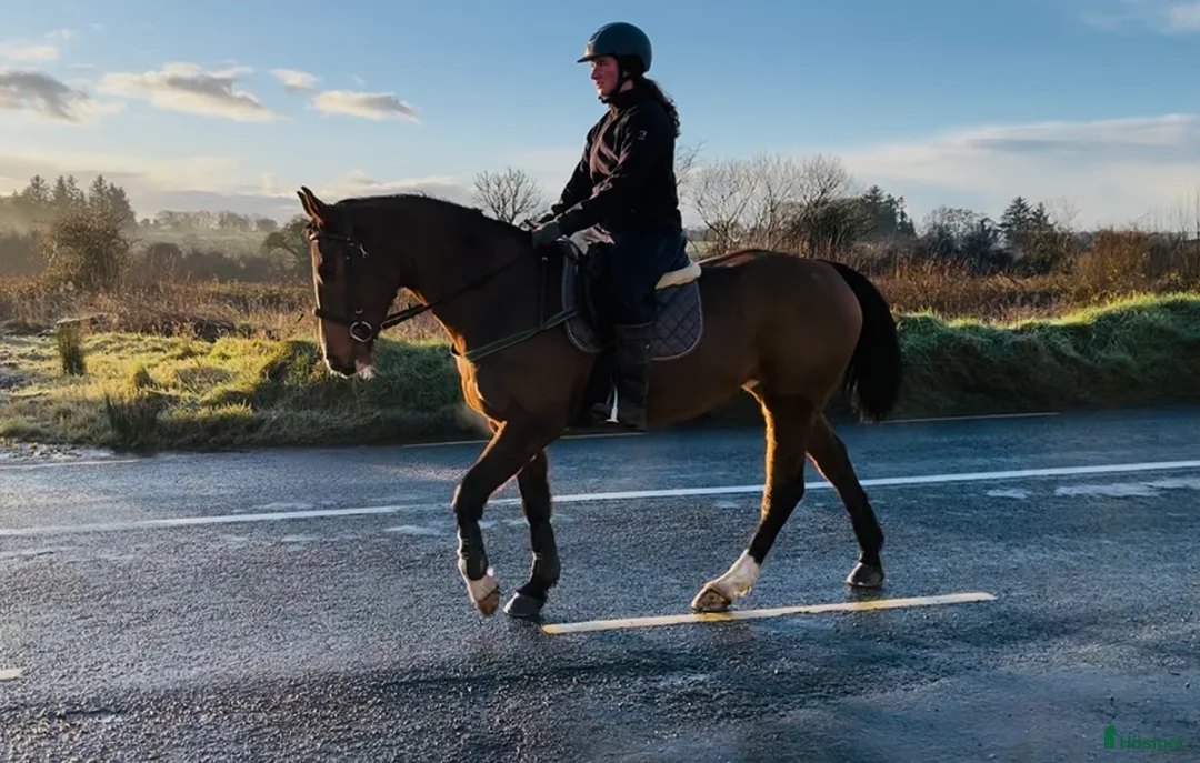 Allround hästar till salu: 6yo Allrounder mare 15,2hh i Ljungby - Annons 7