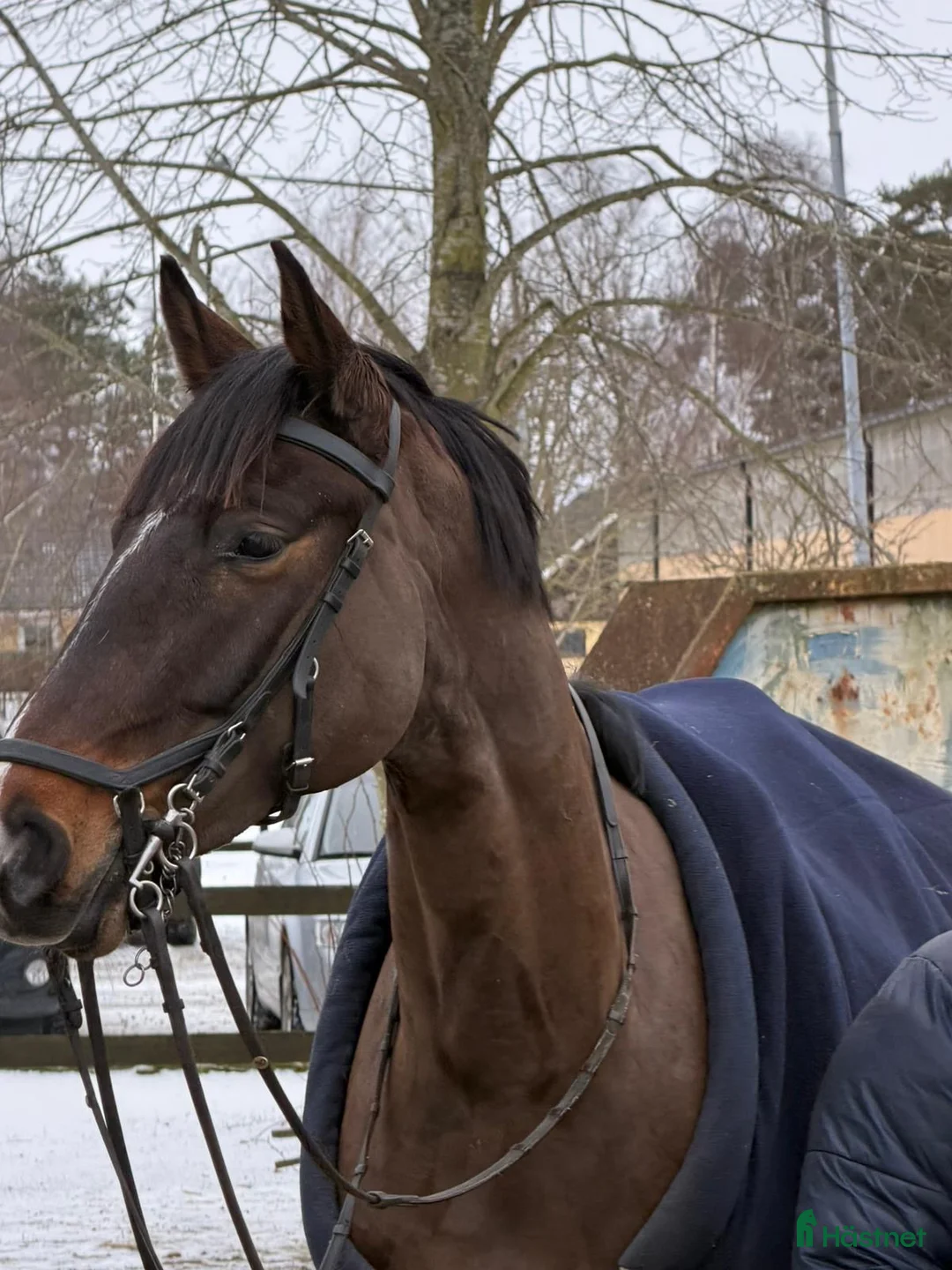 Hoppning hästar till salu: Unghäst med mycket potential  - Annons 1