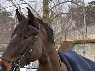 hästar Unghäst med mycket potential - Annons 8