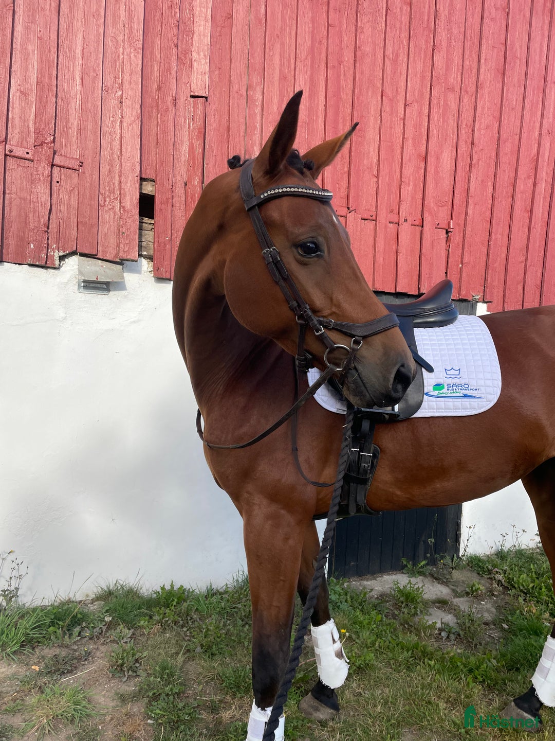 Dressyr hästar till salu: Magiskt sto med tonvis av kapacitet i Vallåkra - Annons 3