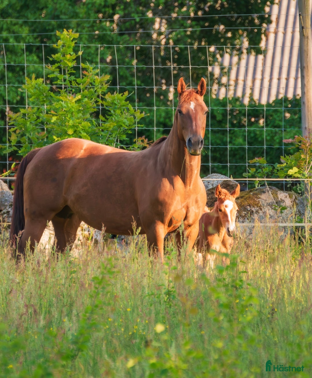 Western hästar till salu: Ett ämne för framtiden  i Eringsboda - Annons 5