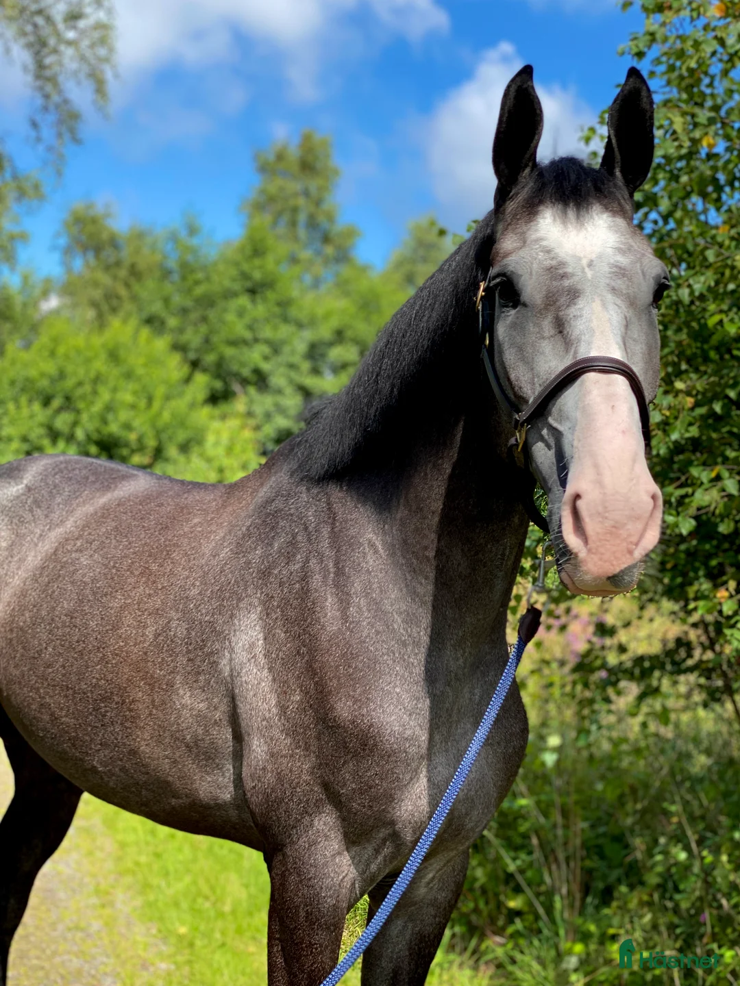  hästservice finnes: Utbildning och försäljning av hopphästar - Annons 4