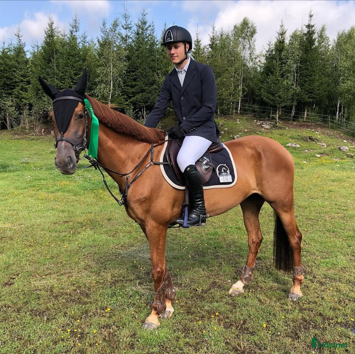  hästar Trevligt sto söker nytt hem - Annons 1