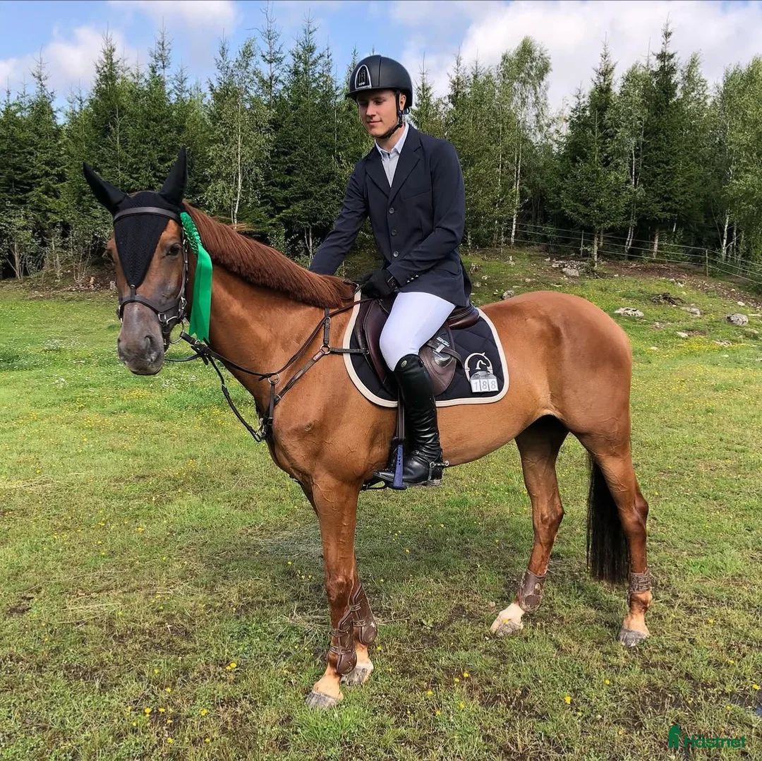 Hoppning hästar till salu: Trevligt sto söker nytt hem - Annons 1