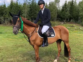 hästar Trevligt sto söker nytt hem - Annons 8