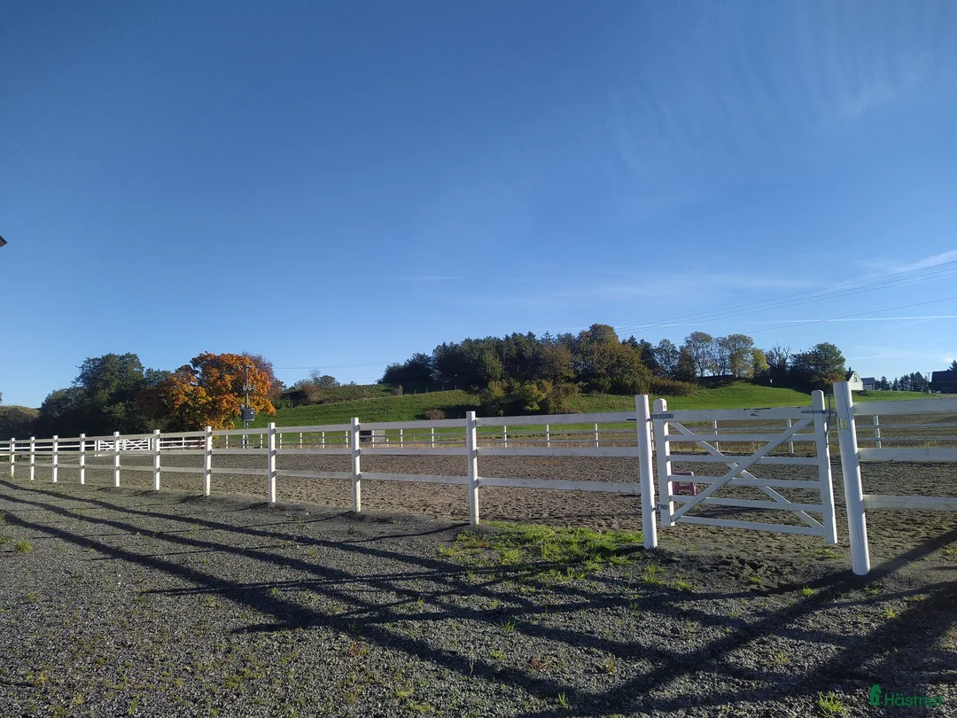  stallplats finnes: Hästboxar att hyra på en fantastisk tomt.  i Tomelilla - Annons 22