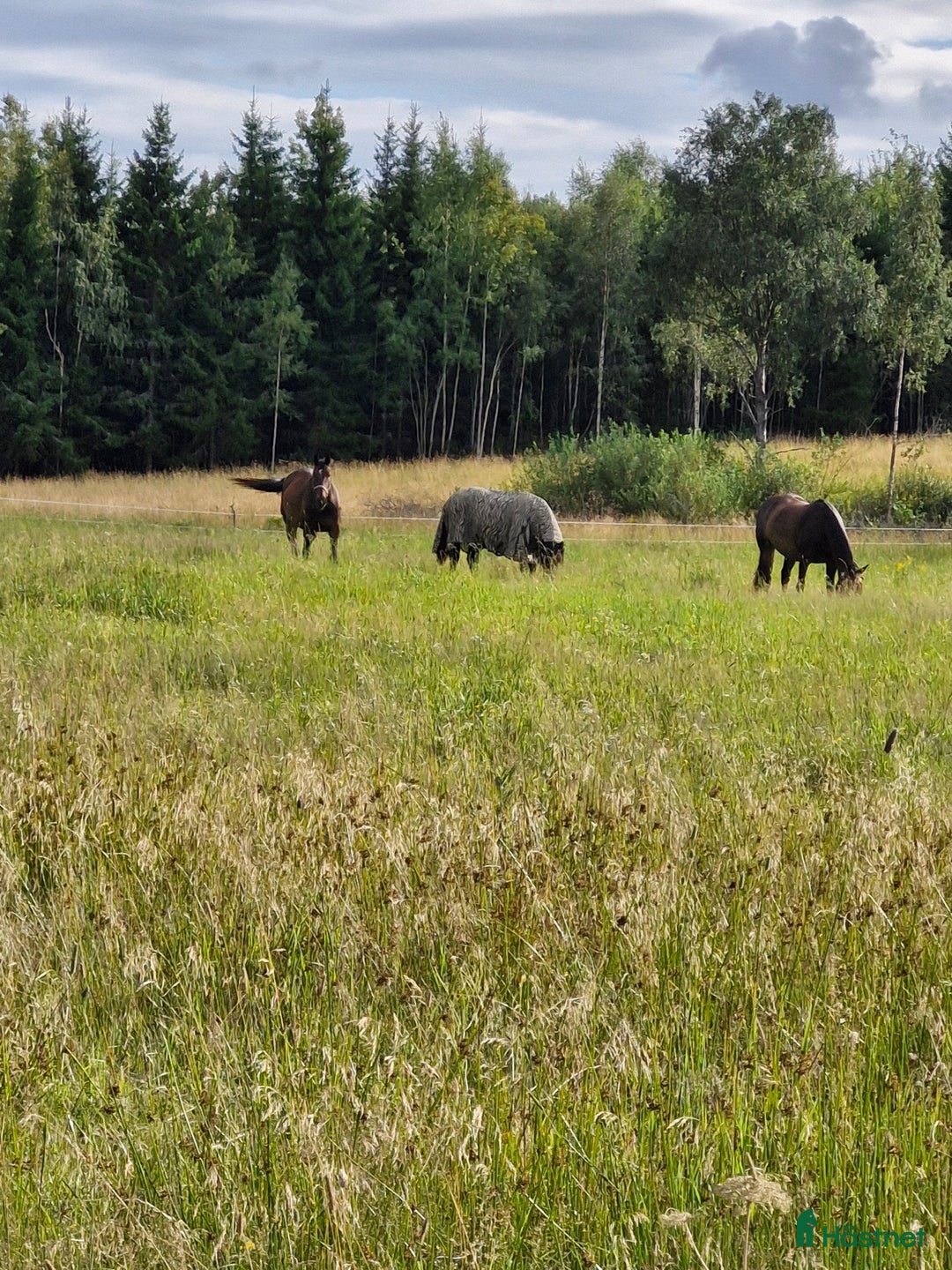 Allround hästar sökes: Söker en trevlig häst i Karlstad - Annons 1