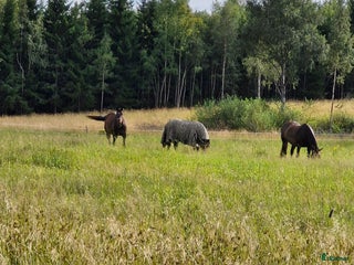 Allround hästar sökes: Söker en trevlig häst i Karlstad - Annons 1