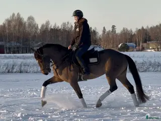 hästar Fin allroundhäst i Sala - Annons 3