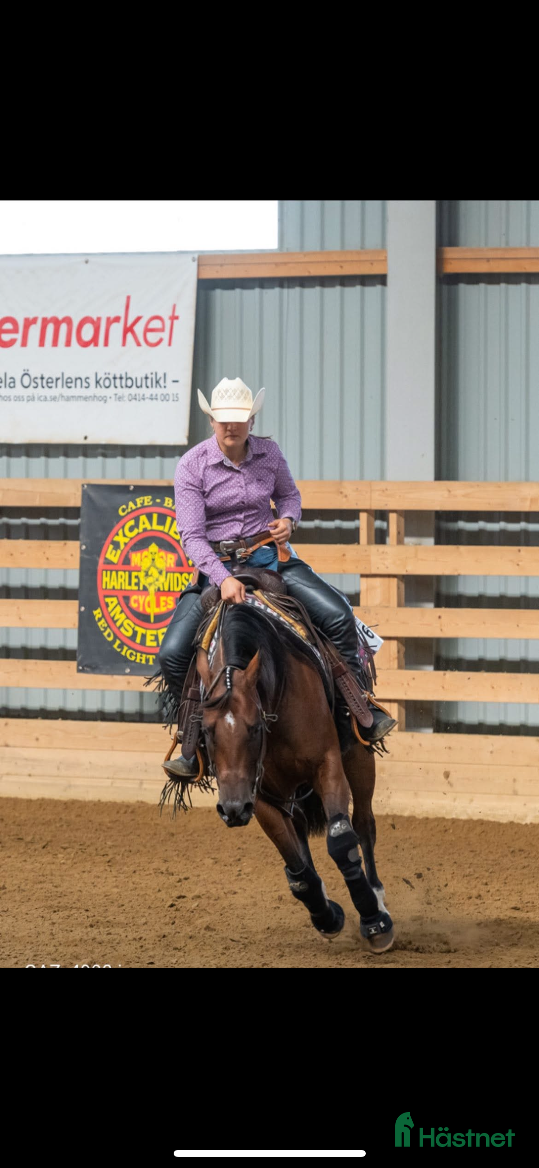Western hästar till salu: Läromästare  i Häljarp - Annons 3