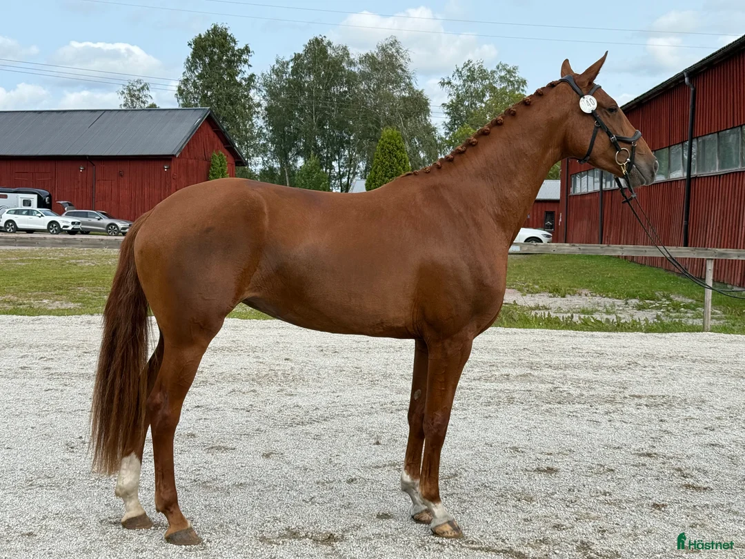 Dressyr hästar till salu: Underbar 4 åring söker nytt hem🌟 - Annons 1