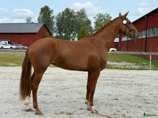 hästar Underbar 4 åring söker nytt hem🌟 - Annons 1