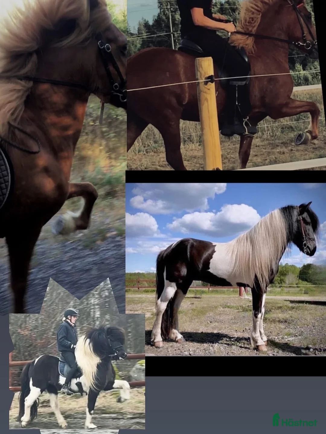 Island hästar till salu: Vackert lovande stoföl!  i Hästveda - Annons 3