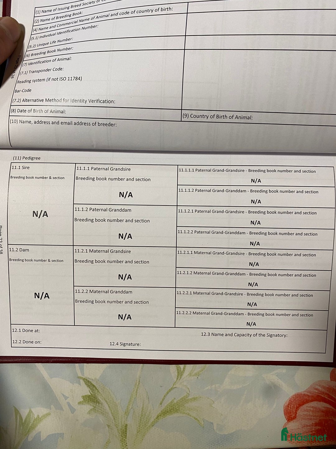 Allround hästar till salu: Världens snällaste kille  i Valbo - Annons 5