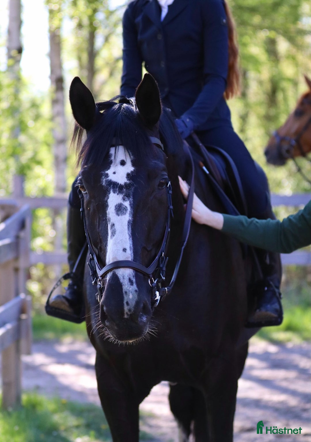  medryttarhäst finnes: Medryttare sökes till Helge 1–2 gånger i veckan i Hanaskog - Annons 7