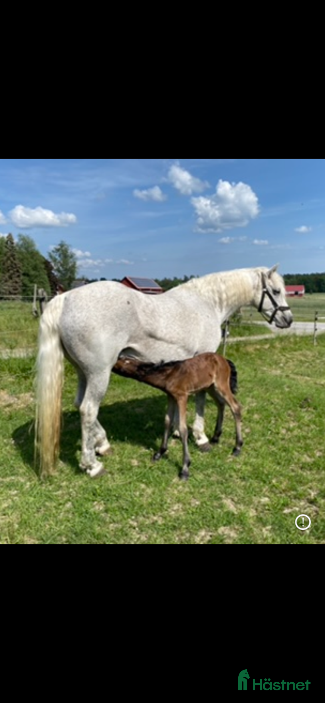 Working Equitation hästar till salu: Storhäst & 3 D ponny från Ridskola, Voltige, Para - Annons 10