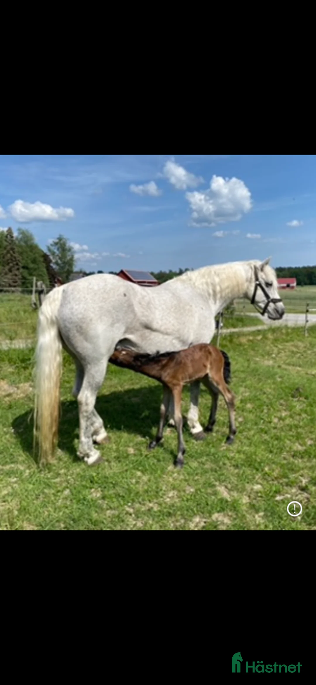 Working Equitation hästar till salu: Storhäst & 3 D ponny från Ridskola, Voltige, Para - Annons 10