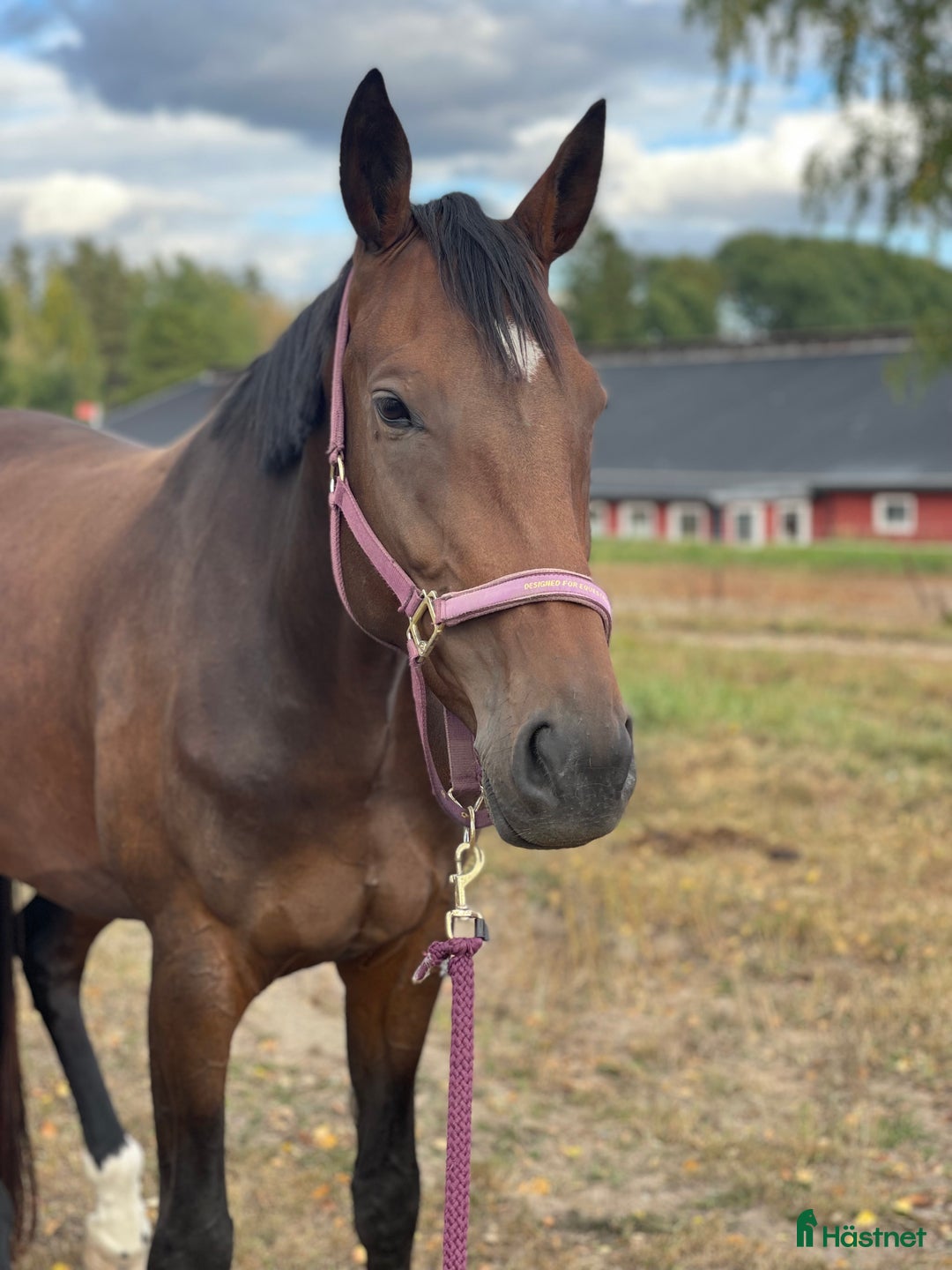 Dressyr hästar till salu: Sto med bra ridbarhet i Edsvalla - Annons 2