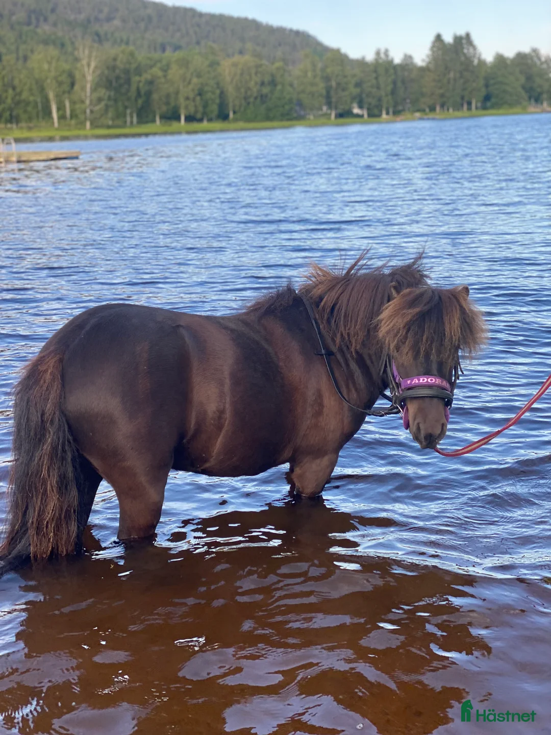Allround hästar till salu: Snäll och lättsam valack  - Annons 2