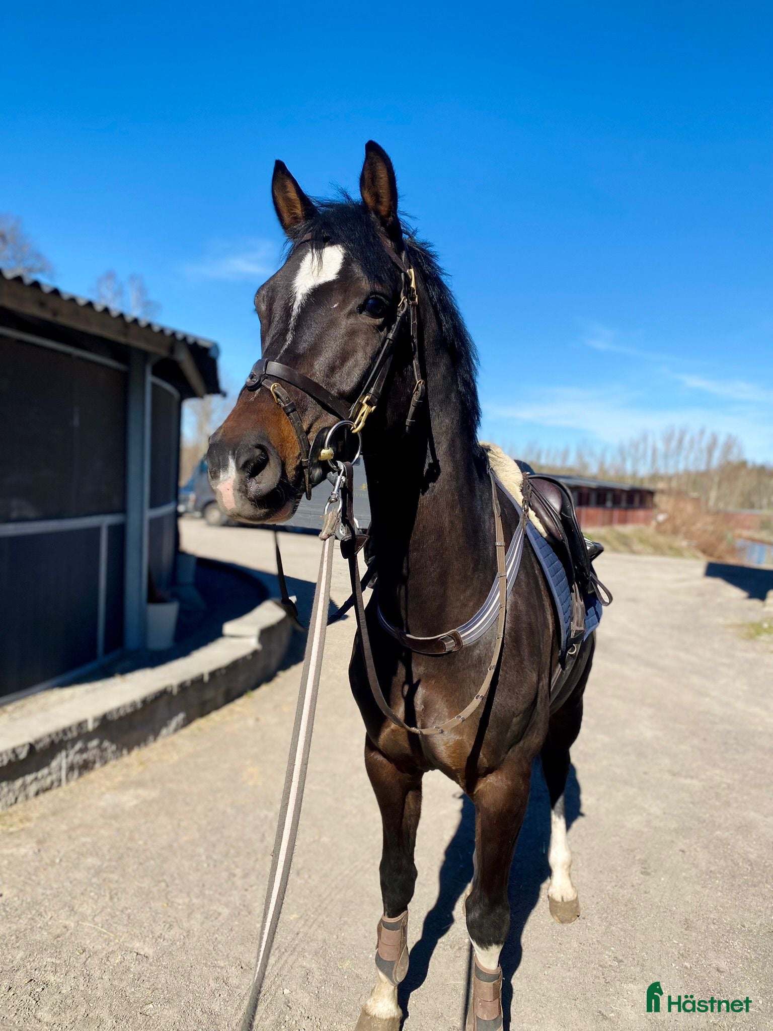  hästar Trevlig valack för framtiden  - Annons 7