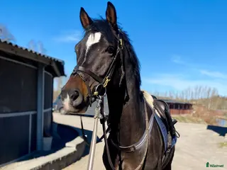 hästar Trevlig valack för framtiden - Annons 4