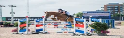 Hoppning hästar till salu: Killen med hjärta av guld - Annons 6