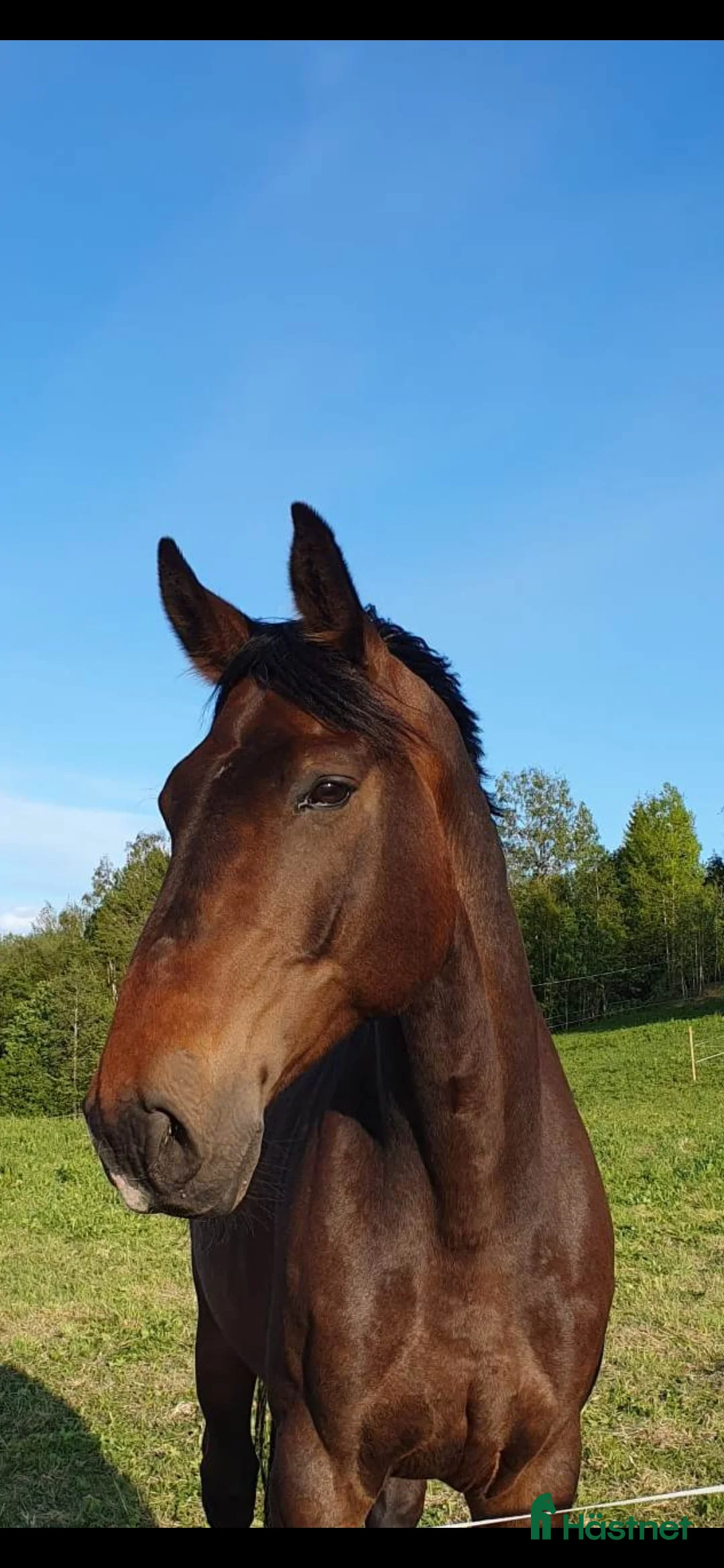 Allround hästar till salu: SWB valack. "Projekt" i Bollstabruk - Annons 1