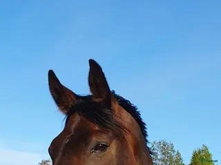 hästar SWB valack. "Projekt" i Bollstabruk - Annons 14