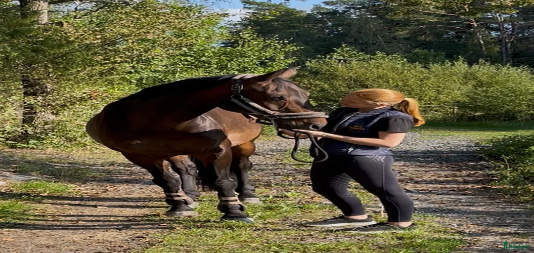 Galleribild {{count}}