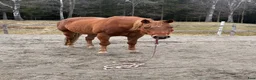  medryttarhäst finnes: Medryttare sökes Hindås / Bollebygd - Annons 5