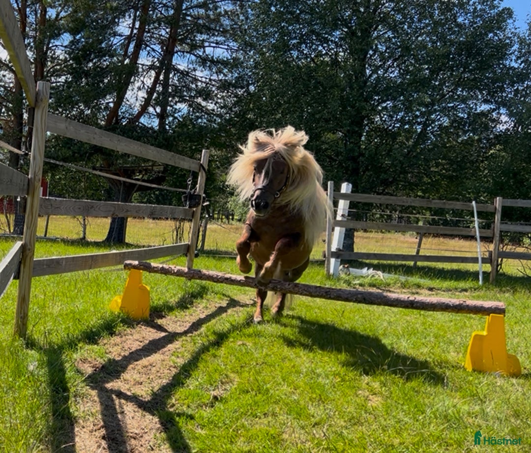 Övrigt hästar till salu: Vacker och söt Billy letar efter hästvan 5*hem i Bograngen - Annons 2