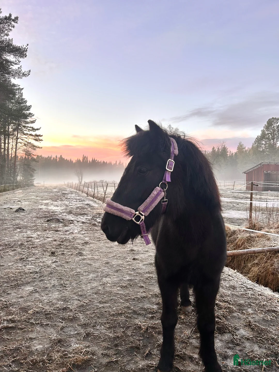 Island hästar till salu: Fint islandssto - Annons 2