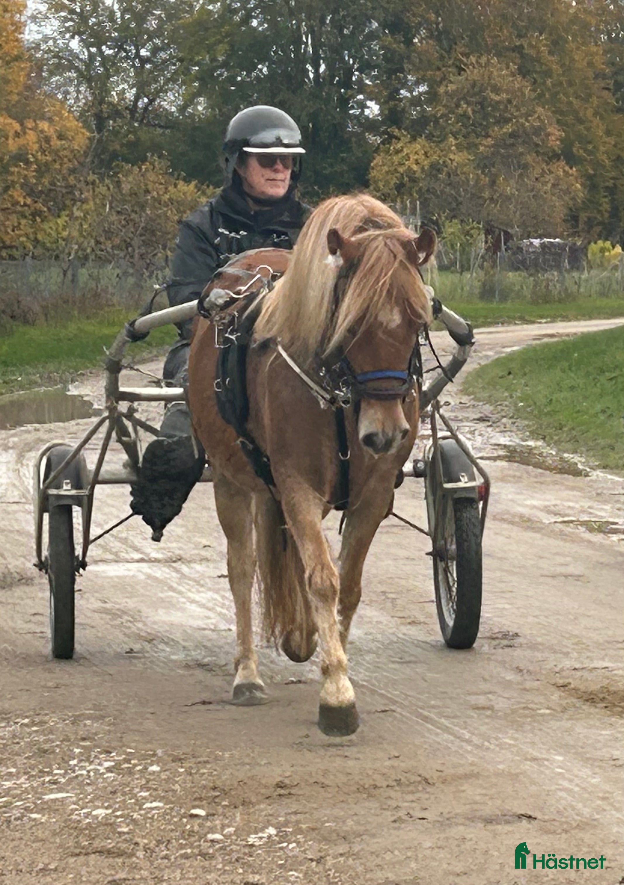  hästar OhLala i Hemse - Annons 6