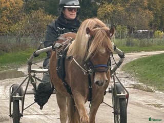 hästar OhLala i Hemse - Annons 12