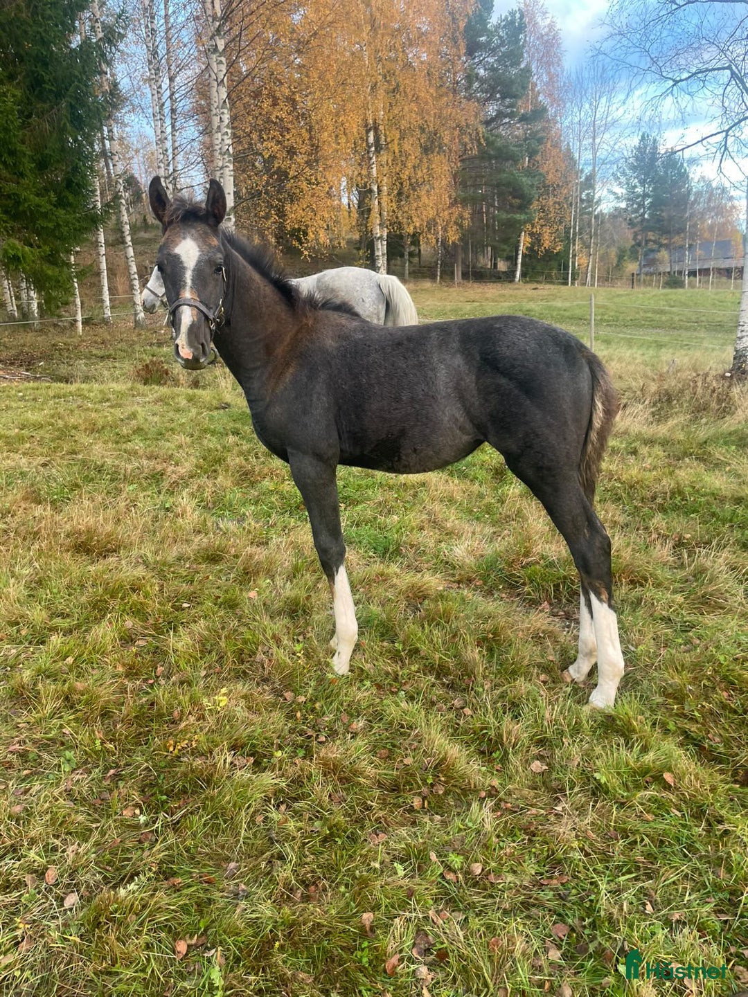 Hoppning hästar till salu: Stoföl e. Special One - Cartier  i Saxdalen - Annons 1